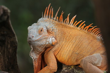 Iguana Red  is a genus of herbivorous lizards that are native to tropical areas of Mexico, Central America, South America, and the Caribbean. 