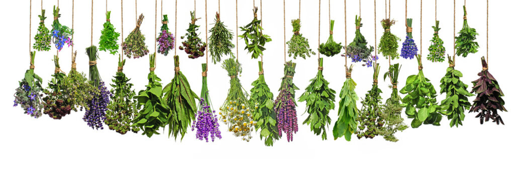 Kr&auml;uter, Kr&auml;uter, Kr&auml;uter...