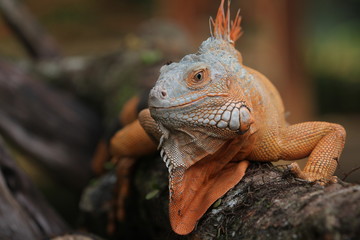 Iguana Red  is a genus of herbivorous lizards that are native to tropical areas of Mexico, Central America, South America, and the Caribbean. 