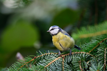 Blaumeise bei der Futtersuche
