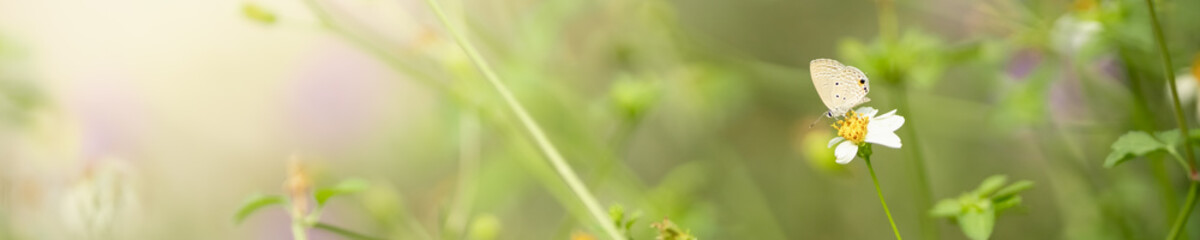 Close up nature view of beautiful butterfly on green blurred background in garden with copy space using as background insect, natural landscape, ecology, fresh cover page concept.