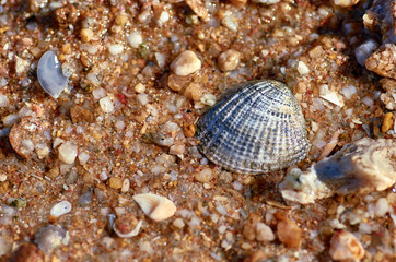 Shell on wet sand