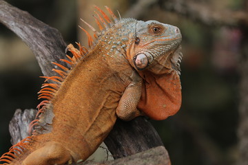 Iguana Red  is a genus of herbivorous lizards that are native to tropical areas of Mexico, Central America, South America, and the Caribbean. 