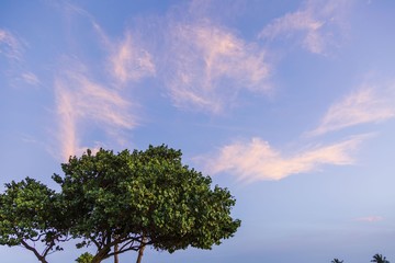 Beautiful view of green tropical tree with big crown on blue sky with white clouds background. 