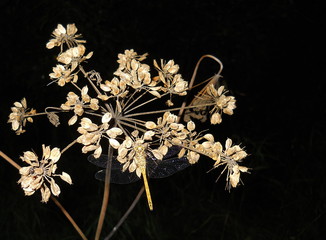 Dragonfly on a plant at night. 