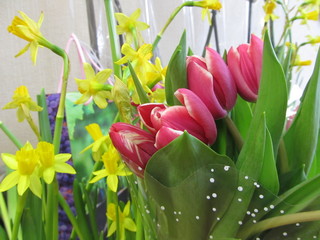 A blooming crimson tulips, yellow narcissuses ang gift bag on a background.