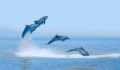 Group of dolphins jumping on the water at sunset 