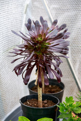 Black succulent plant Aeonium arboreum Schwarzkopf Black Rose growing in winter greenhouse