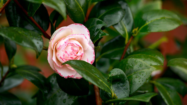 white and pink petal rim camelia japonica flower in spring garden