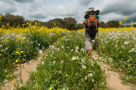 Peregrino atravesando un campo de colza entre Huesca y Bolea en el Camino de Santiago Catal&aacute;n.