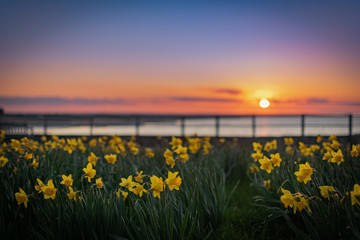Yellow Daffodils With Sunset Background