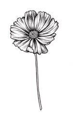 Hand drawn cosmos flower isolated on white background, Botanical illustration.