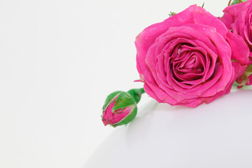 Decorative rose on a white background. Pink little buds. Macro view.