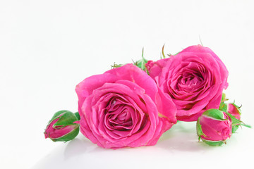 Decorative rose on a white background. Pink little buds. Macro view.