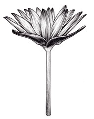 Hand drawn single blooming Nymphaea water lily, Botanical illustration.