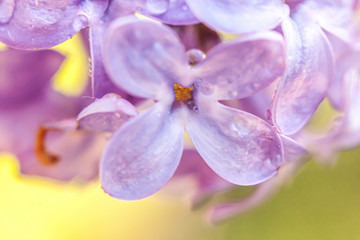 Beautiful smell violet purple lilac blossom flowers in spring time. Close up macro twigs of lilac with rain drops. Inspirational natural floral blooming garden or park. Ecology nature landscape