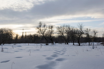 Lightly snowy landscape and black topography of trees, the snow in winter