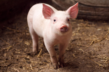 cute little pig in pigpen