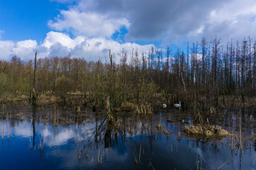 Ochsenmoor am Dümmer