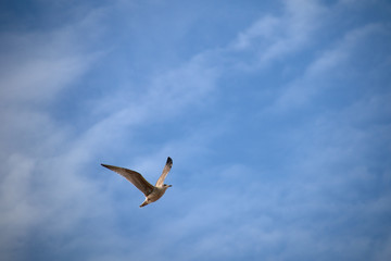seagull in the air