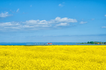 Obraz premium Rapsfeld an der Ostsee
