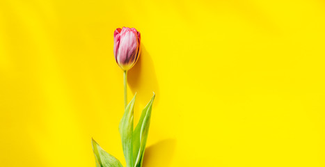 beautiful flower, beautiful tulip on a yellow background
