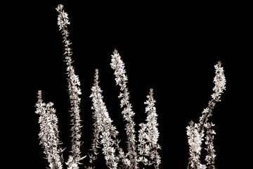 Purple loosestrife in sepia against a black background