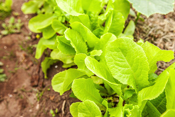 Obraz premium Agricultural field with green leaf lettuce salad on garden bed in vegetable field. Gardening background with green lettuce plants. Organic health food vegan vegetarian diet concept