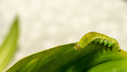 close up makro of Angle Shades caterpillar with white copyspace