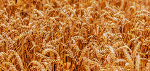Wheat field with ripe ears. Background with wheat ears_