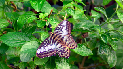 butterfly on leaves