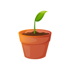 Fresh green sprout in a pot isolated on white.