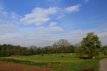 landscape with trees and blue sky
