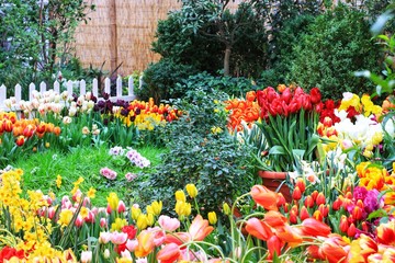 A beautiful little garden of spring flowers of tulips and daffodils with a green meadow in the...