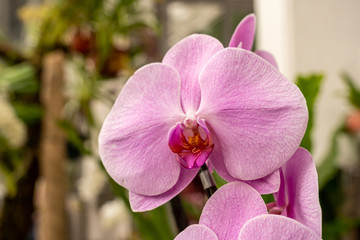 Naklejka na ściany i meble close up makro shot of orchid flower blossom