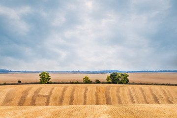 Rural landscape with wheat field and trees in the distance_