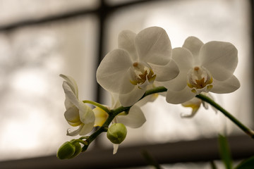 close up makro shot of orchid flower blossom