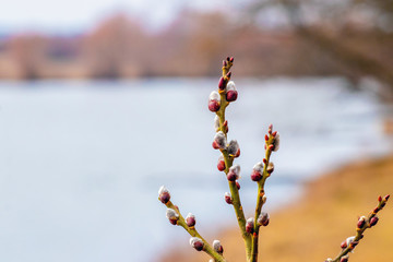 Willow branch with pussy on river background, willow on blurred background_