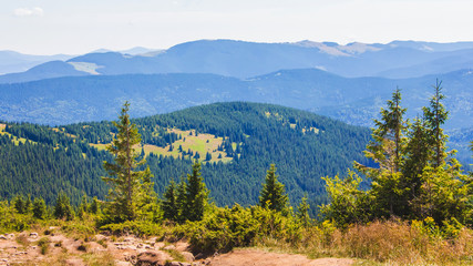 Spruce on a background of mountains in the Carpathians in sunny weather_