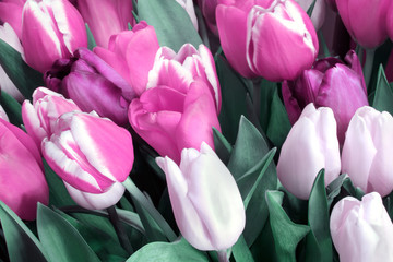 pink and white tulip blossoms background