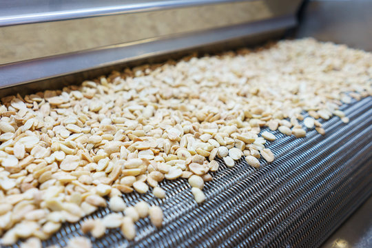 Raw nuts on a conveyor belt.