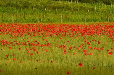field of red poppies in a field of wheat with green hills in the background in Tuscany near...