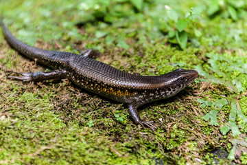 A Balinese or sun skink, Eutropis multifasciata balinensis