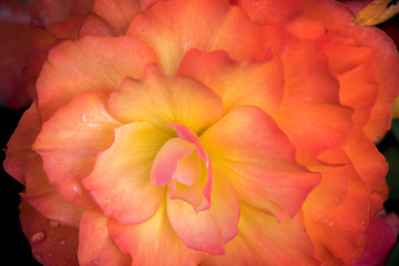 Yellow, Pink, Peachy Flowers on a Dark Background