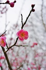 Pink flower blooms of the Japanese ume apricot tree, prunus mume
