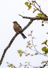 Vogel auf Ast