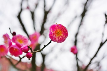 Pink flower blooms of the Japanese ume apricot tree, prunus mume