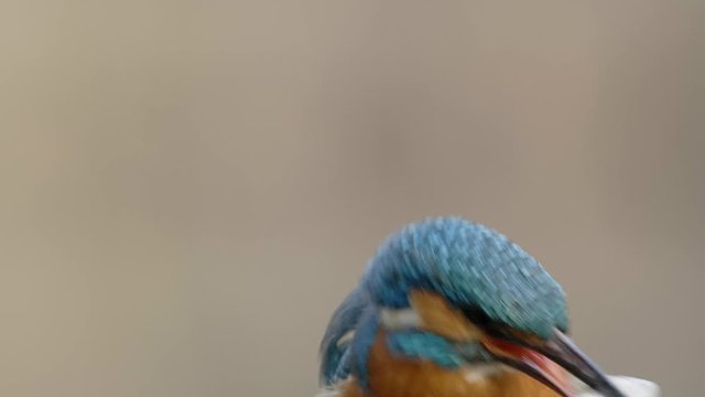Close-up slow motion of common kingfisher, alcedo atthis, killing and eating fish with its beak. Turquoise and orange little bird with a catch. Front view of animal hunter in springtime .