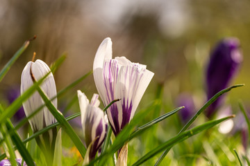 close up makro shot of crocus flowers in spring time , frankfurt, germany
