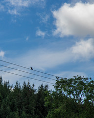 Birds on Electricity Lines/Wires